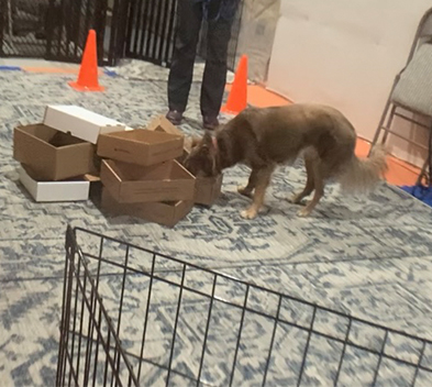 Build your dog’s natural scenting abilities.