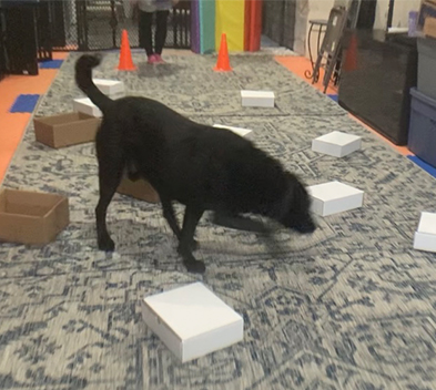 Fun and engaging activities for  dogs of all ages and breeds.