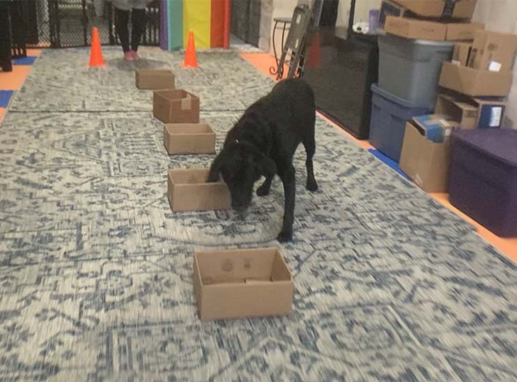 Dog nose work training 