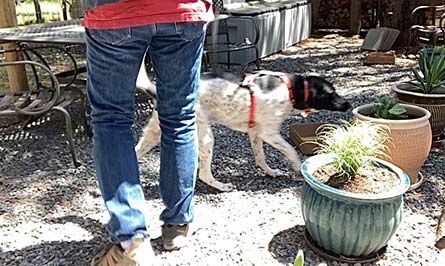K9 Genie dog nose work training 