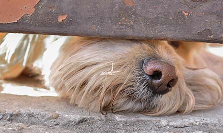Dog scent work activity 